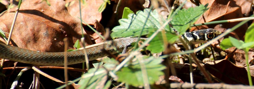 Hierophis viridiflavus giovane?